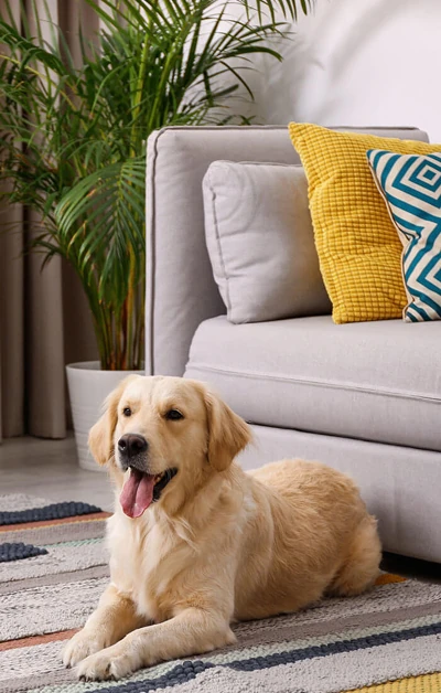 A golden retriever relaxing on a freshly cleaned rug