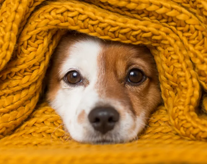 A puppy peeking out from under a cozy blanket